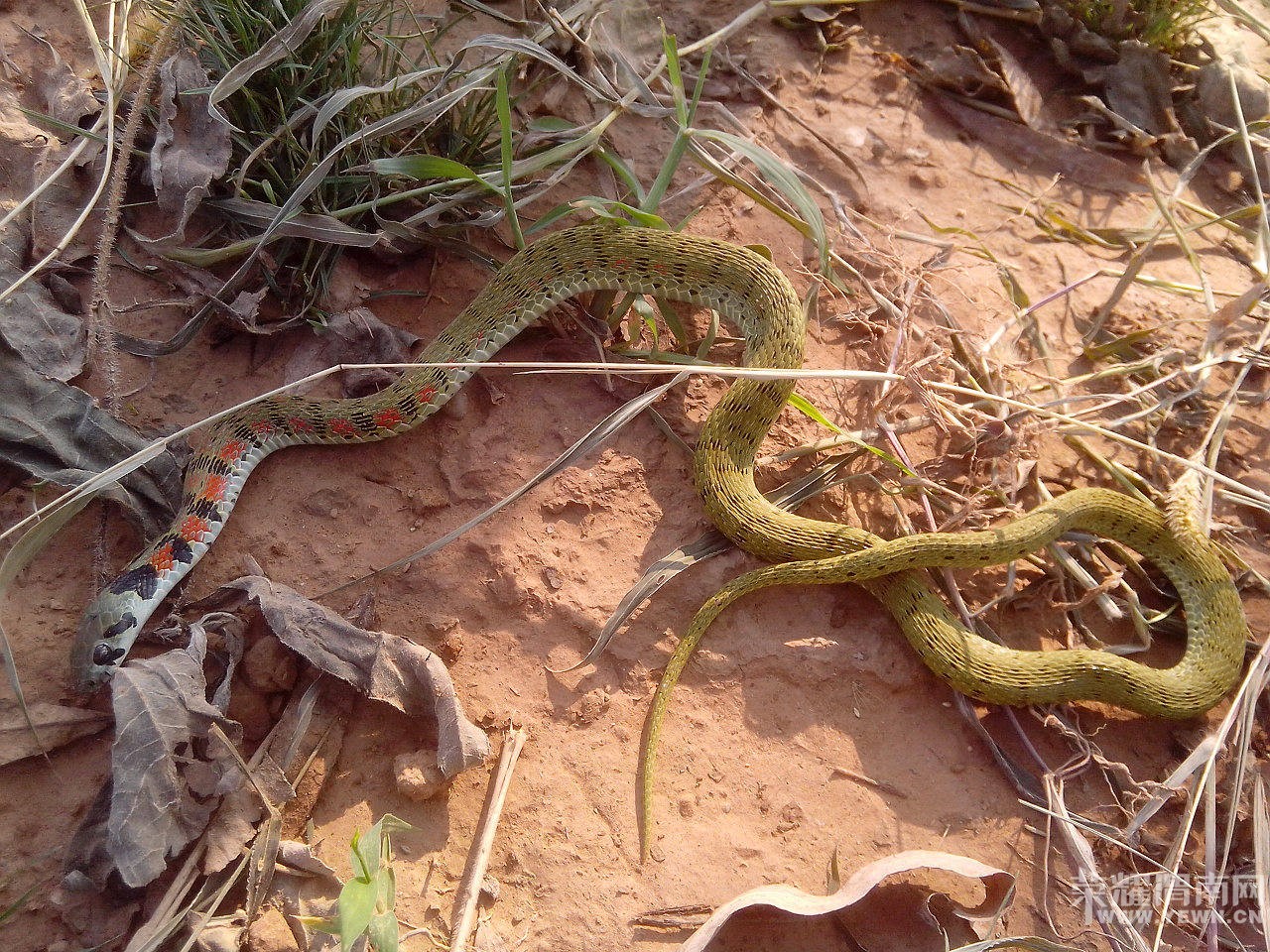 �����ں�̲���������ߣ�