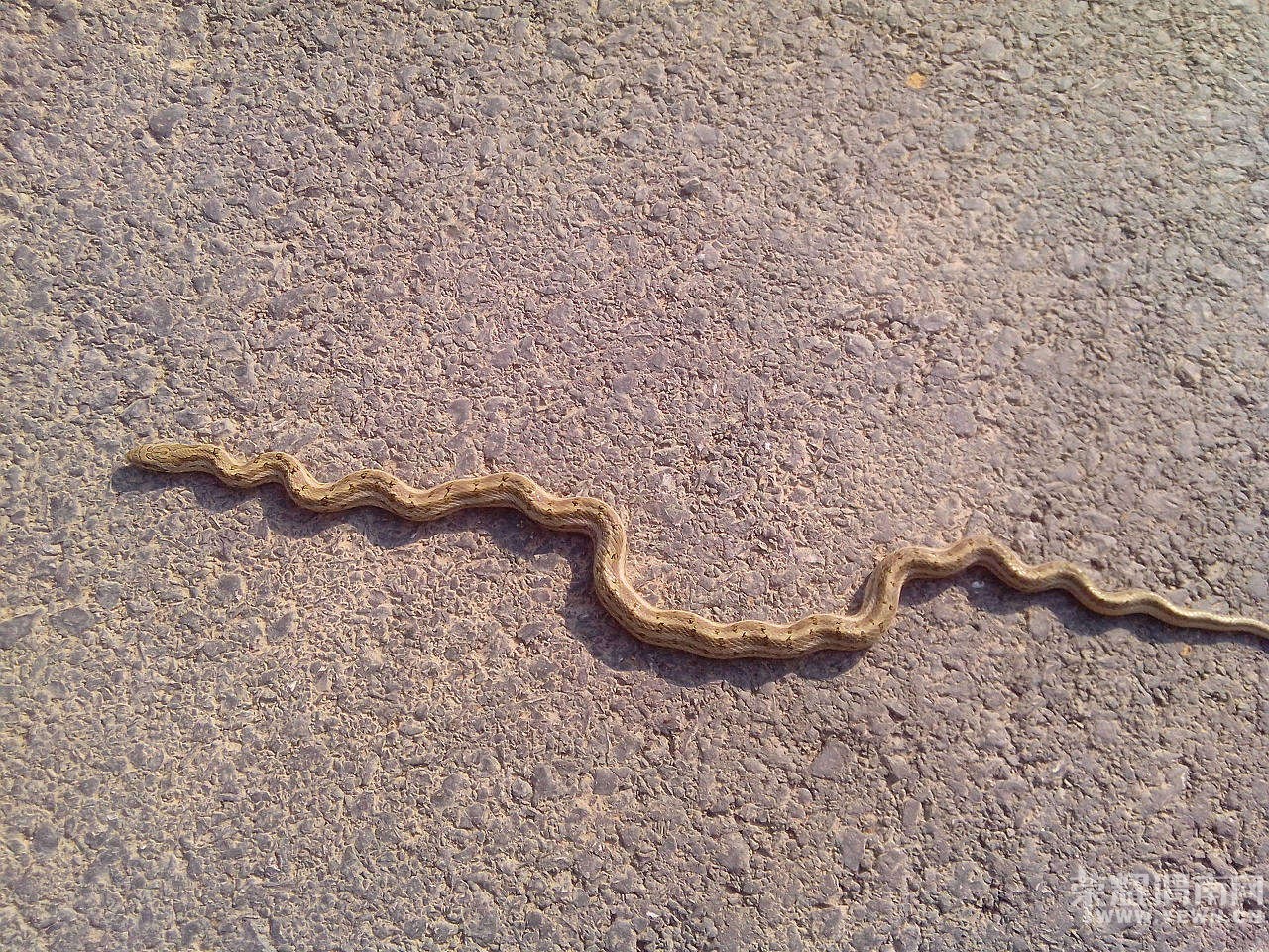 �����ں�̲���������ߣ�