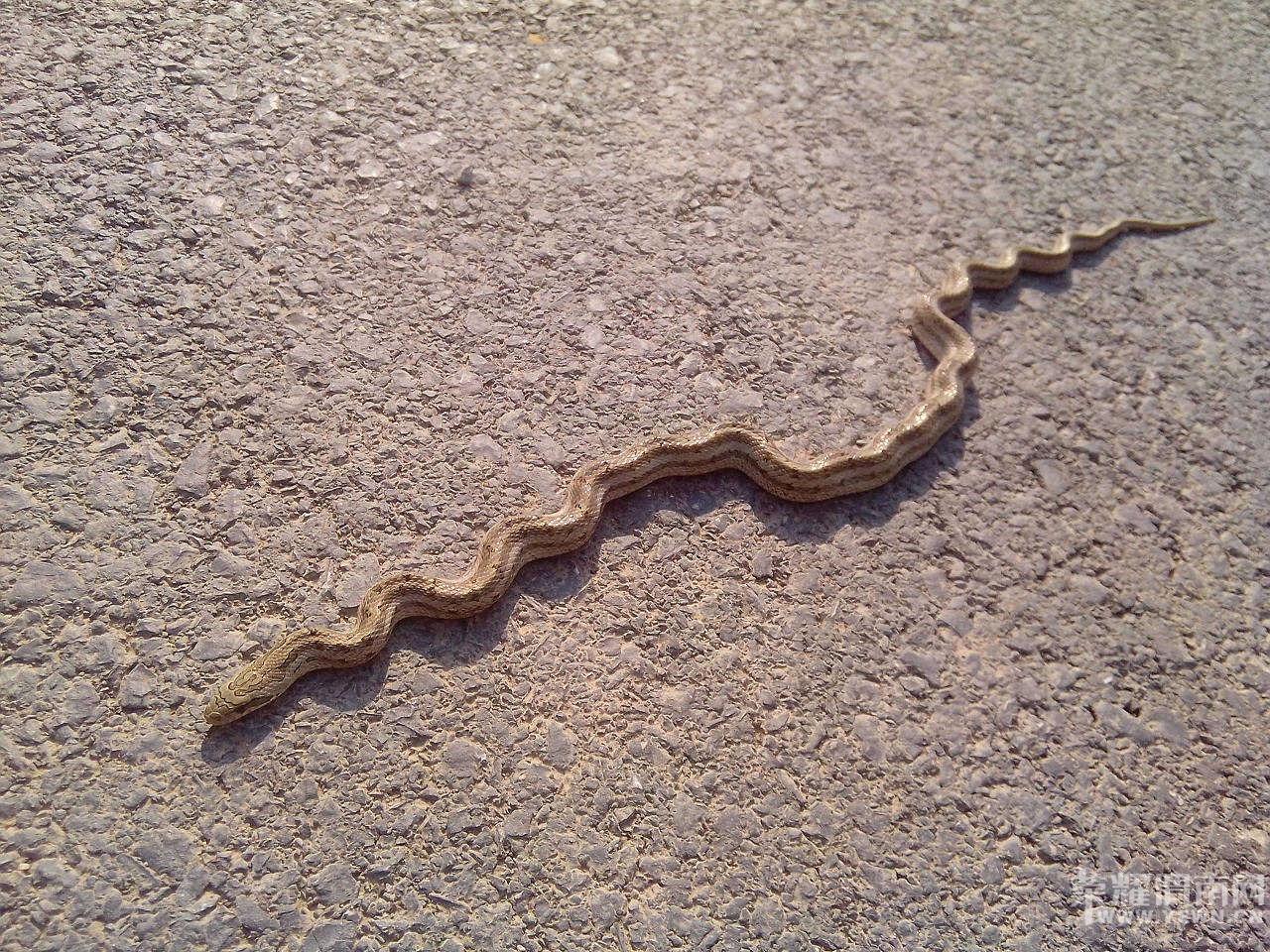 �����ں�̲���������ߣ�