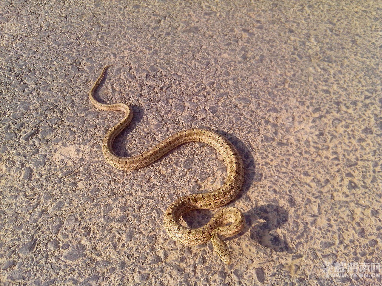 �����ں�̲���������ߣ�