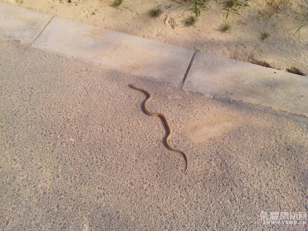 �����ں�̲���������ߣ�