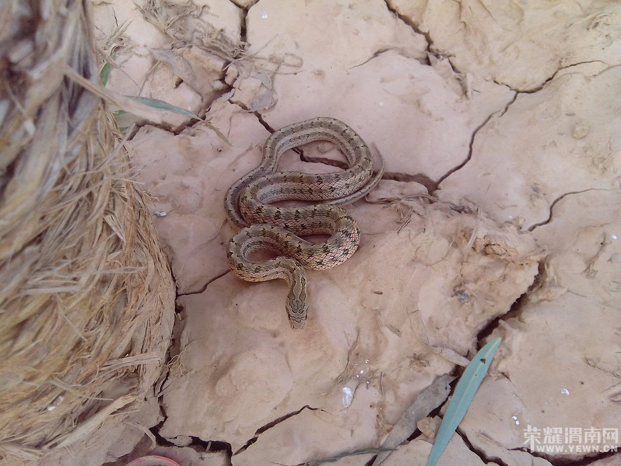 �����ں�̲���������ߣ�