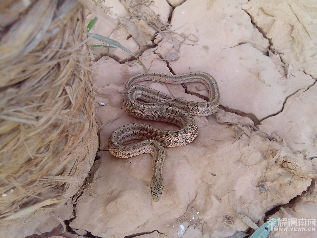 �����ں�̲���������ߣ�