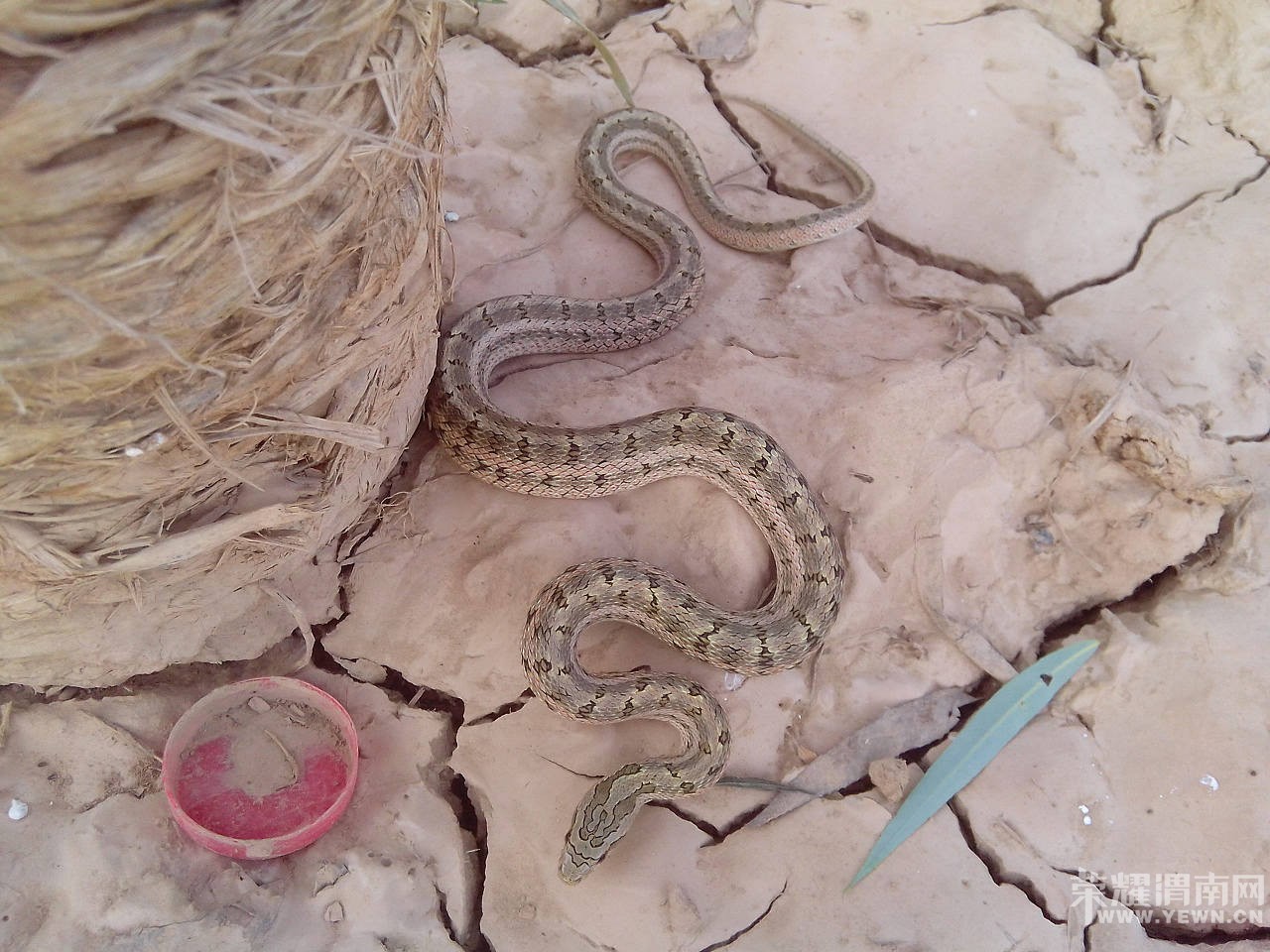 �����ں�̲���������ߣ�