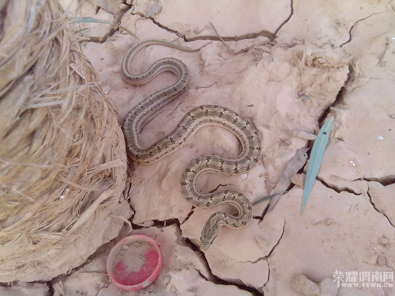 �����ں�̲���������ߣ�