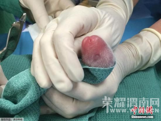 ��������è��˫��̥   ����һֻ����4���ز��