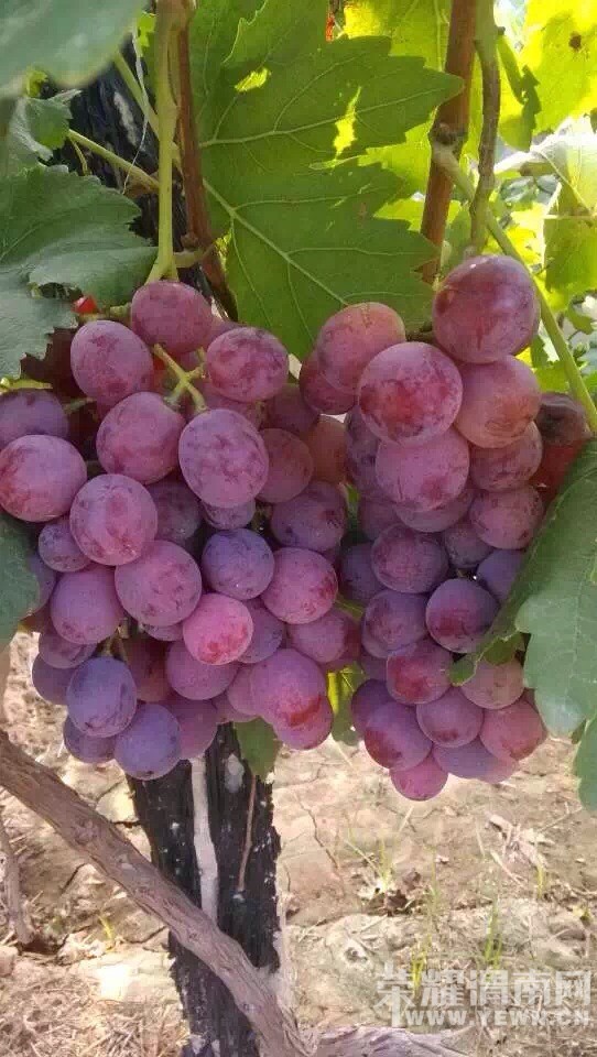 ����Ǽ��̫������ʺ������ˣ�