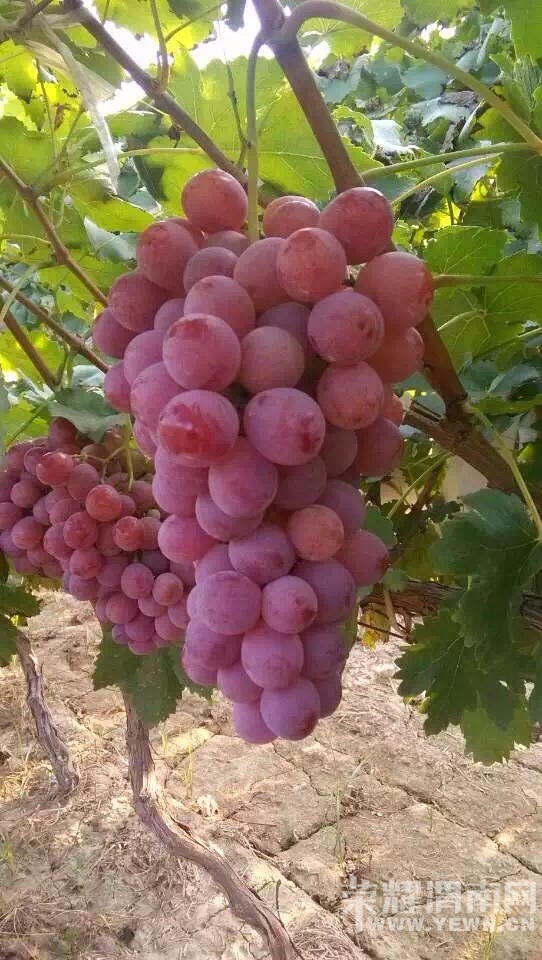 ����Ǽ��̫������ʺ������ˣ�