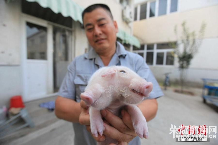 ������"˫ͷ��" �������Դ���ֻ����(ͼ)