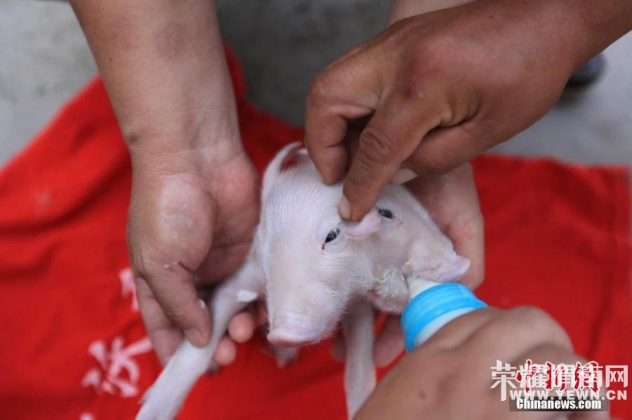 ������"˫ͷ��" �������Դ���ֻ����(ͼ)