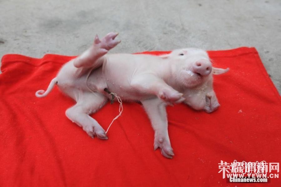 ������"˫ͷ��" �������Դ���ֻ����(ͼ)