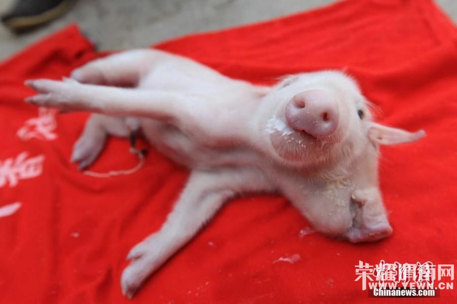 ������"˫ͷ��" �������Դ���ֻ����(ͼ)