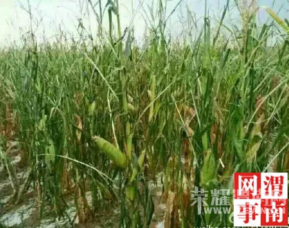 ��ˮ����������ܱ����������ֺ� ��ũ��ʧ����