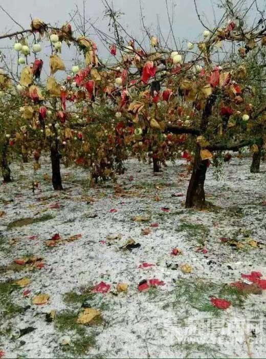 8��28�հ�ˮ������ũ����ȫ���򻵣������Ƿ��в�����