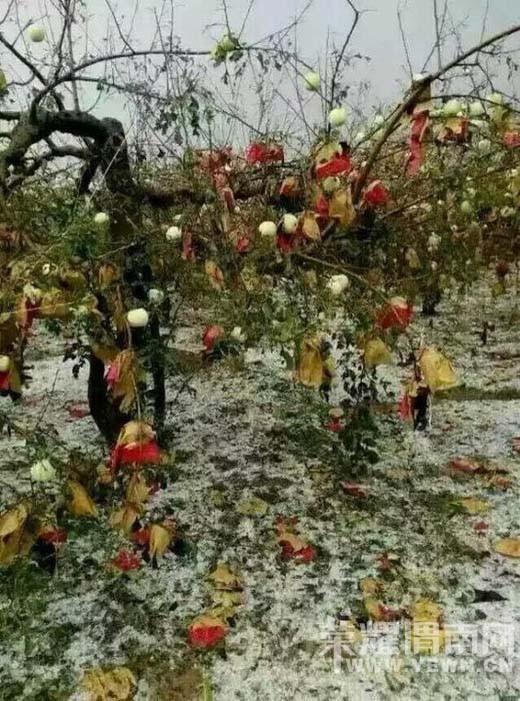 8��28�հ�ˮ������ũ����ȫ���򻵣������Ƿ��в�����