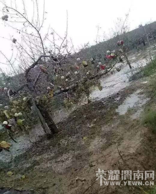 8��28�հ�ˮ������ũ����ȫ���򻵣������Ƿ��в�����