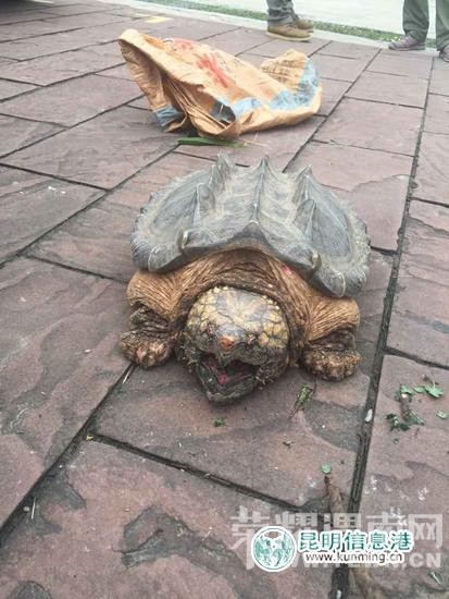 �˿���������װ������  �Ż�����������Ա(ͼ)