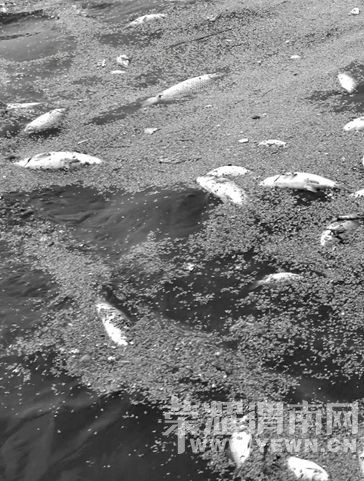 �Ϸ����Ǻ����㸡ʬ������ �ö����ֺ��ɫ��ˮ