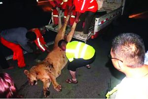 ����һ��Ϸ��ʨ�����ϸ��� ����ײ�󱻾������