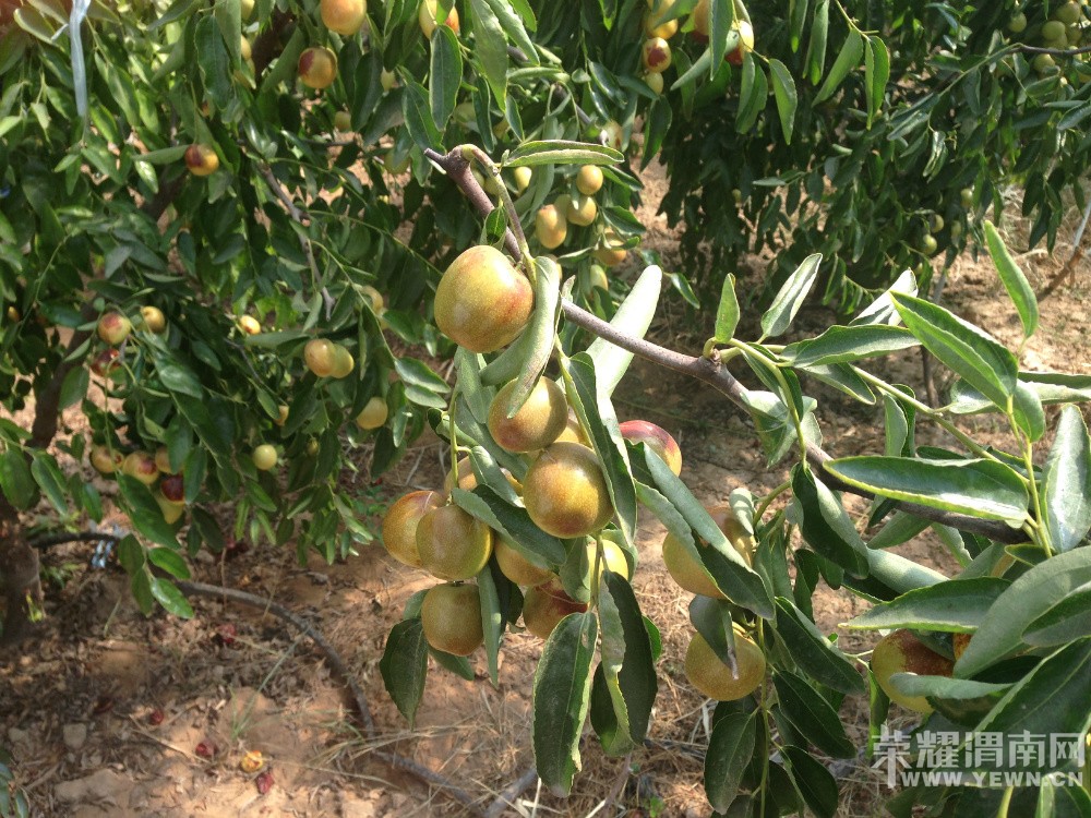 �ٵ������Դ嶬���ժ����������л��ʼ��