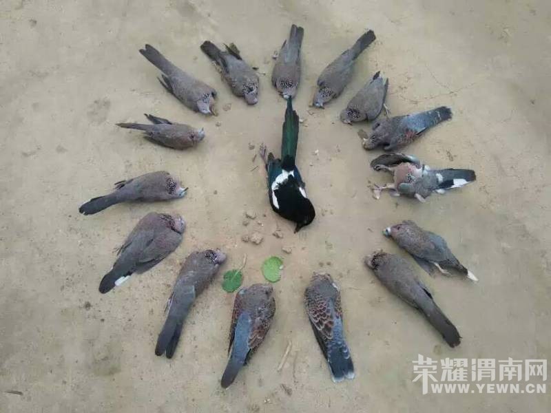 10.23�� ˫������СѧԺ��16���������ڶ��֣�ͼ��