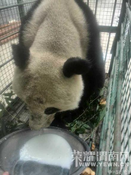 �Ĵ����˷���Ұ�����˴���è �����黼��ð(ͼ)