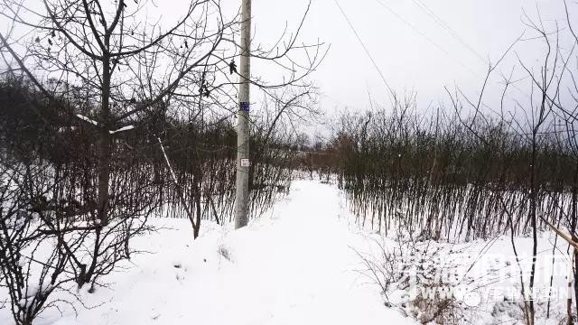 �������ϵĺ������ѩ�׷ɣ���������Ȧ�ﲻͣ׷�ʣ������