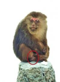 �Ĵ���üɽһ���˺����� 4���Ѿ���"����"(ͼ)