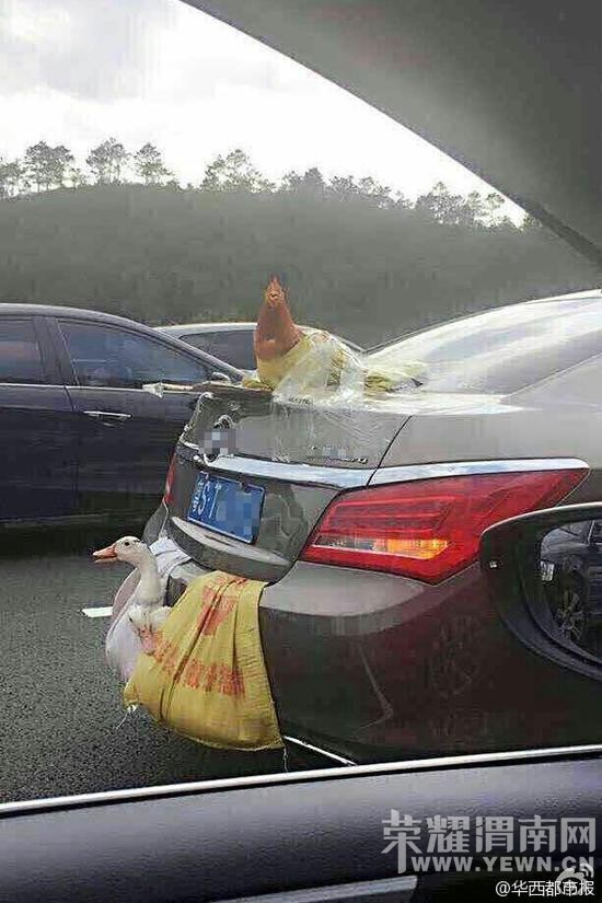 ����Ѽһ��"�˳�"�ϸ��� ����:���÷�����(ͼ)