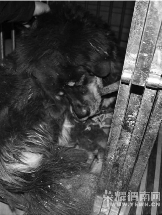 ������������͵������ �������������ɳ���(ͼ)