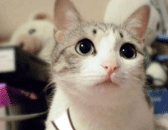 ��һ����Ҫ���ˣ���׼����ѡ������