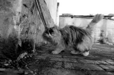 һè����������Ϊ�ݻ� 30��ֻ����è������(ͼ)