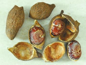 �ɶ�һ�Է򸾳�����ҩ"��ͷ��"  ��ͷ�۾��ж�