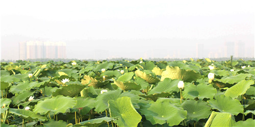 ����2015��10�����½��μ�Ͼ�����һ��