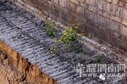 �������С����´塱�ı�Ǩ����ȥҤ��������