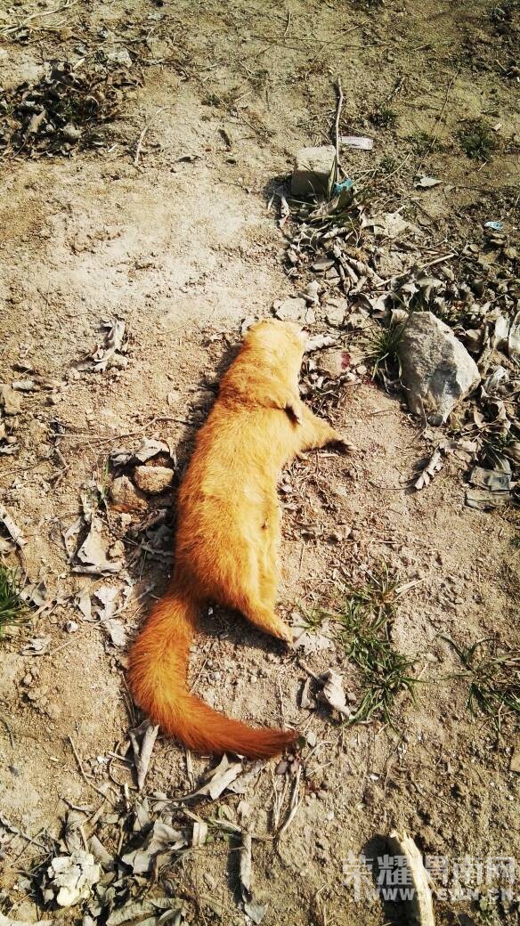 ��һ��ͼ���Ѿ�û�к����ˣ���˵�ǹ��ұ�������~