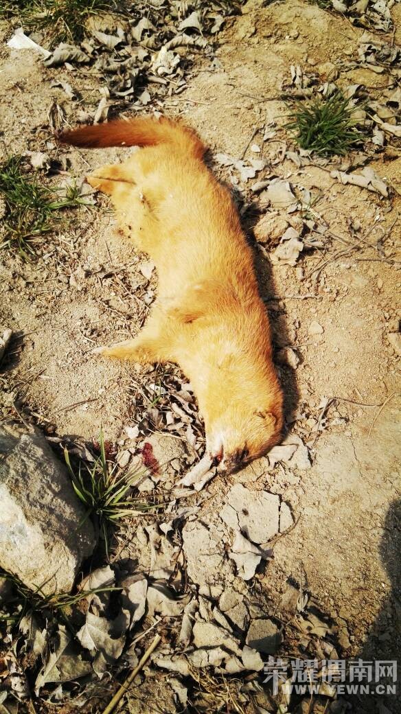 ��һ��ͼ���Ѿ�û�к����ˣ���˵�ǹ��ұ�������~