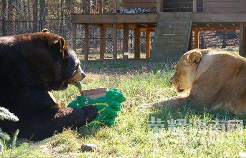 �ϻ�ʨ������"�û���" ����"ͬ��"15��(ͼ)