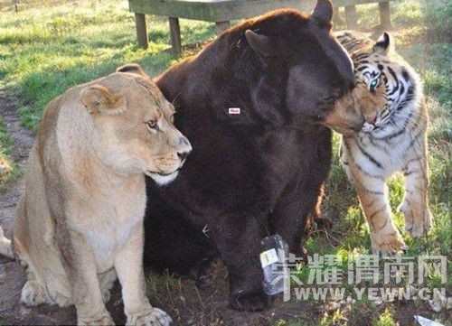 �ϻ�ʨ������"�û���" ����"ͬ��"15��(ͼ)