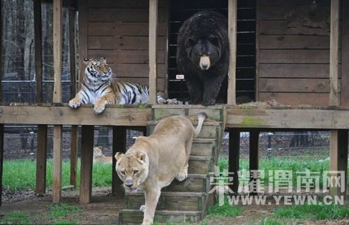 �ϻ�ʨ������"�û���" ����"ͬ��"15��(ͼ)