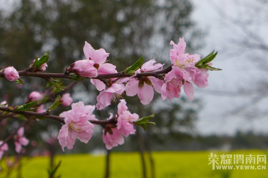 ԥ����Ͽ��3��5�տ��������ͻ�����ģʽ  4���ؼ���Ʊ1Ԫ����