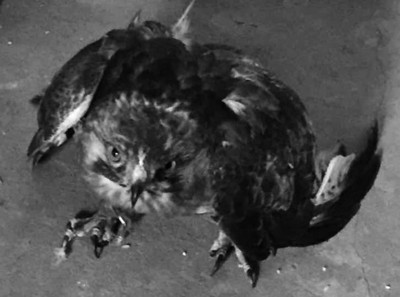 ӥ�����򼢶�����լ��ʳ�� ����:����ץ(ͼ)