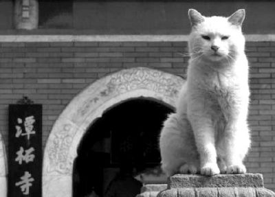 ����"èס��"ȥ�� ���������ϲ��ط���������ʧ