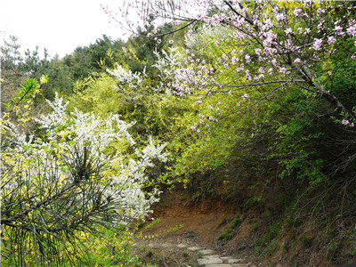  3��19��ԥ����Ͽ���׽조ӣ�����ٽڡ�������Ļ