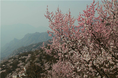  3��19��ԥ����Ͽ���׽조ӣ�����ٽڡ�������Ļ