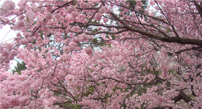  3��19��ԥ����Ͽ���׽조ӣ�����ٽڡ�������Ļ