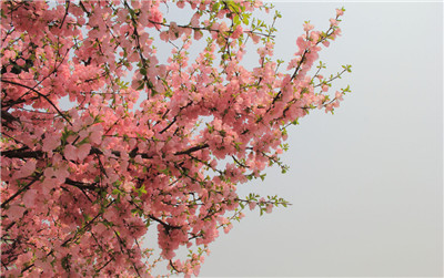  3��19��ԥ����Ͽ���׽조ӣ�����ٽڡ�������Ļ