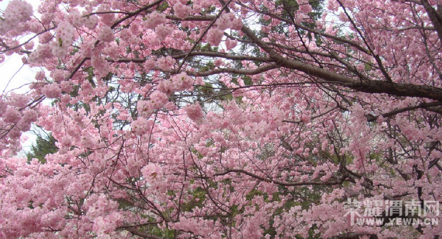 ԥ����Ͽ��ӣ�����ٽڿ�Ļ���켷���ο�