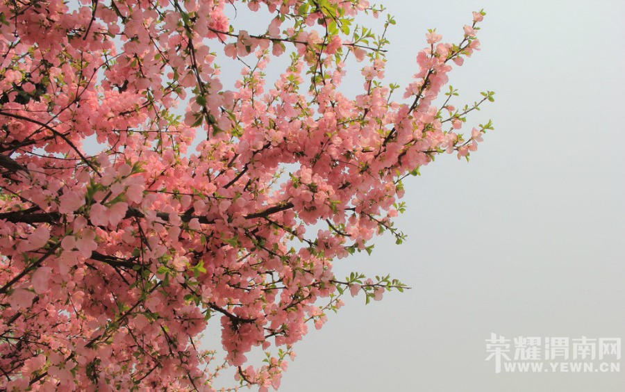 ԥ����Ͽ��ӣ�����ٽڿ�Ļ���켷���ο�