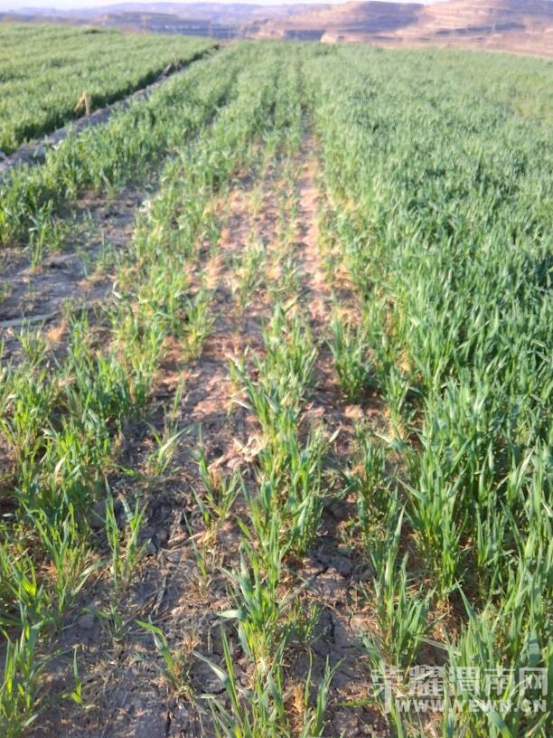 �ѳ����ӹ�˾ͨ�����ӵ�����զ�������أ�˭��ũ��һ������